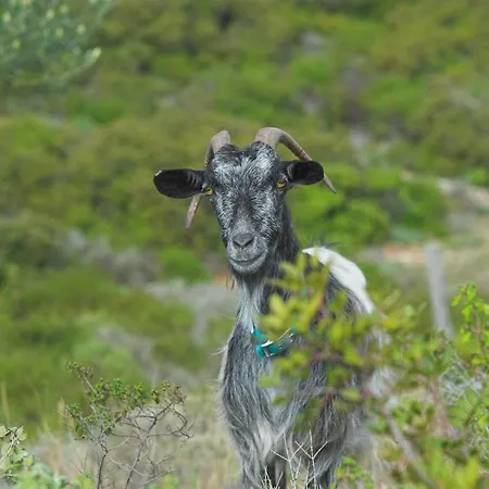 Rodosranch Vendégház Faliráki