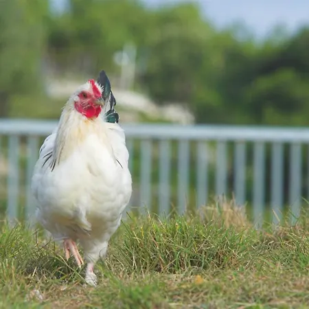 Rodosranch Vendégház Faliráki