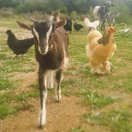Vendégház Rodosranch