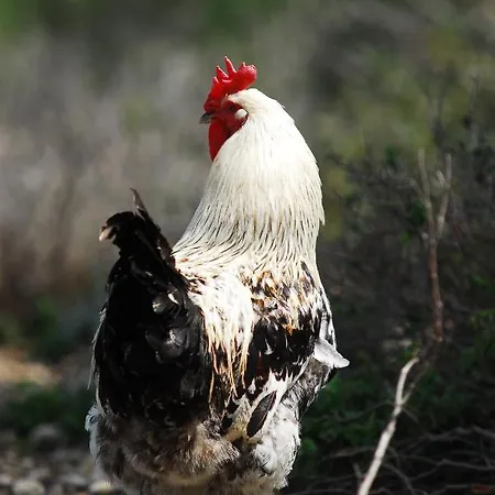 Vendégház Rodosranch